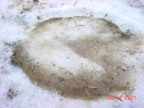 snowfootprint.jpg